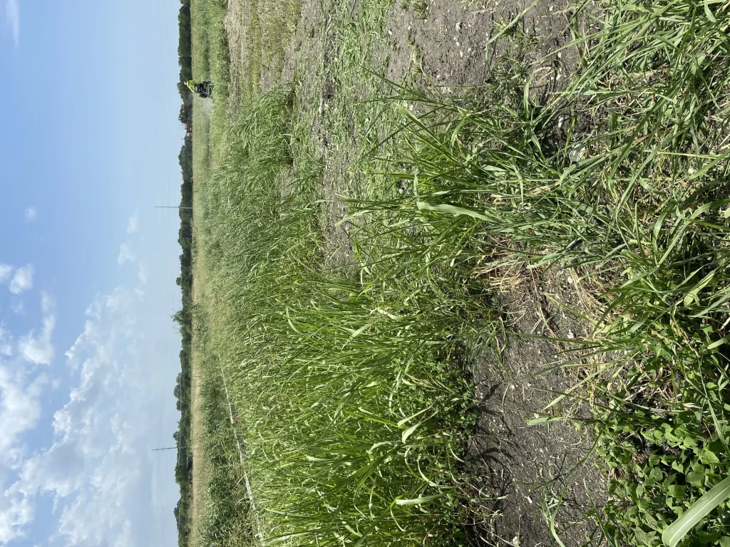 Sprinkler Repair Prosper Tx