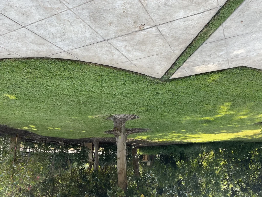 Xeriscape Front Yard Texas