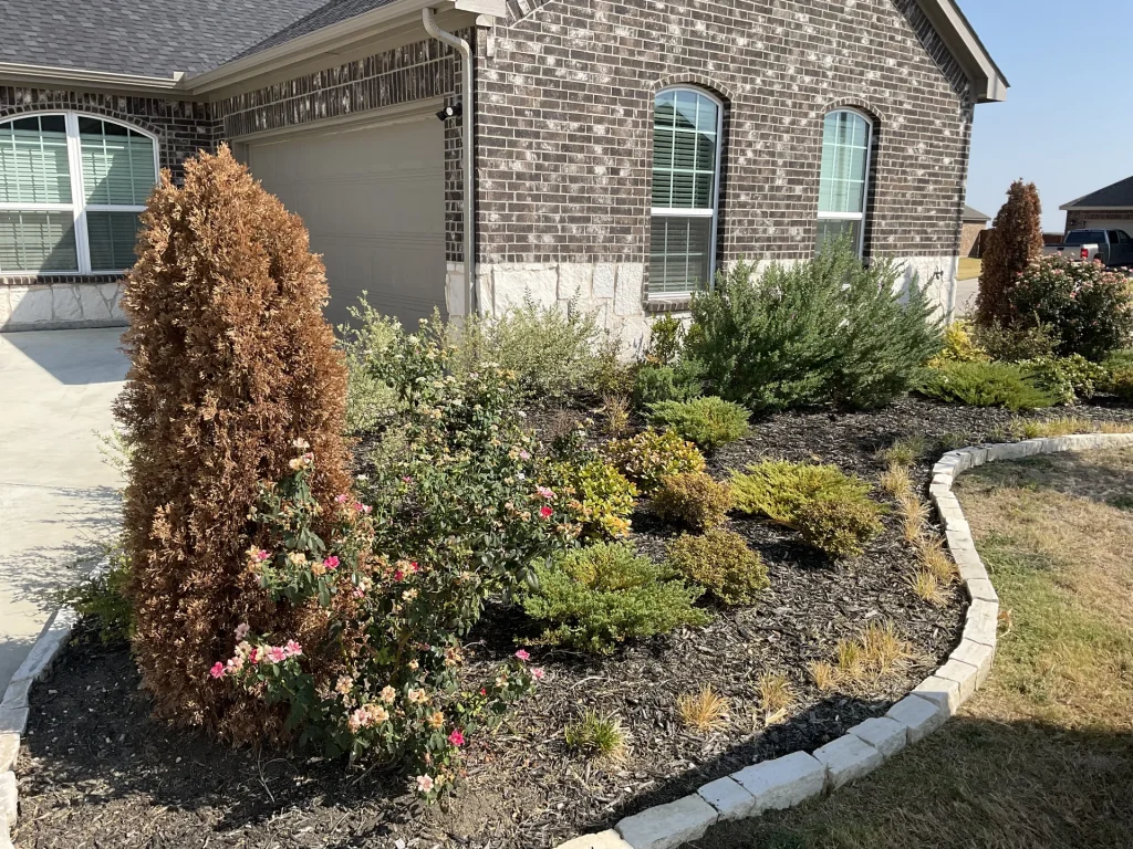 Drought Tolerant Plants North Texas