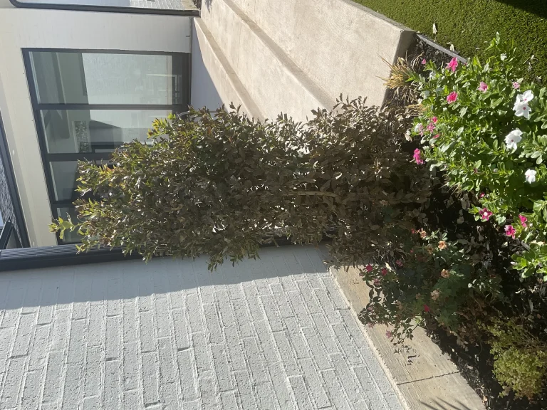 Best Drought Tolerant Plants For North Texas