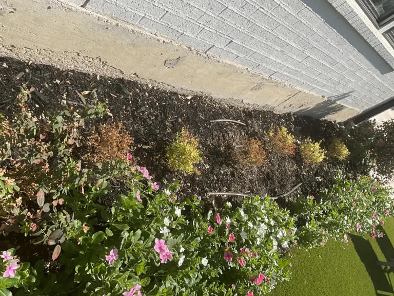 Dallas Landscapers
