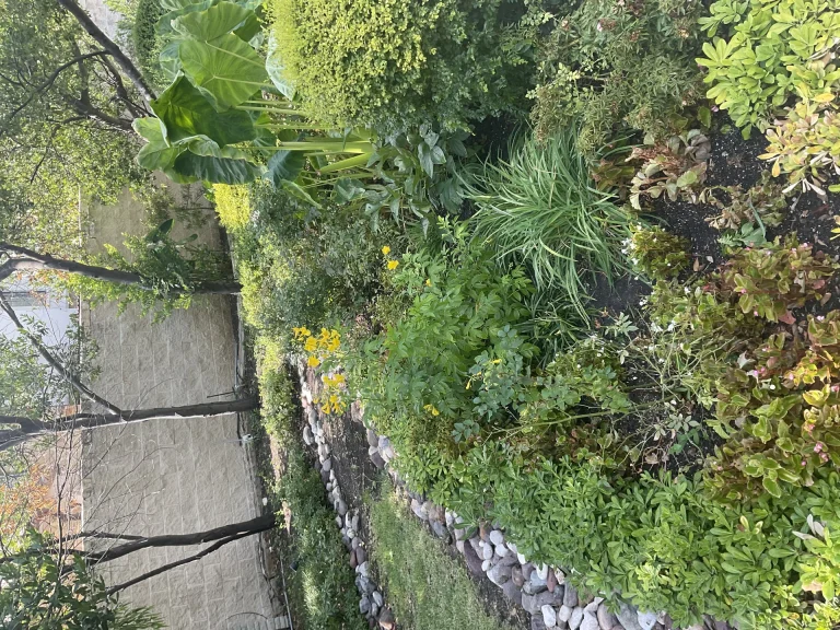 Low Water Plants For North Texas