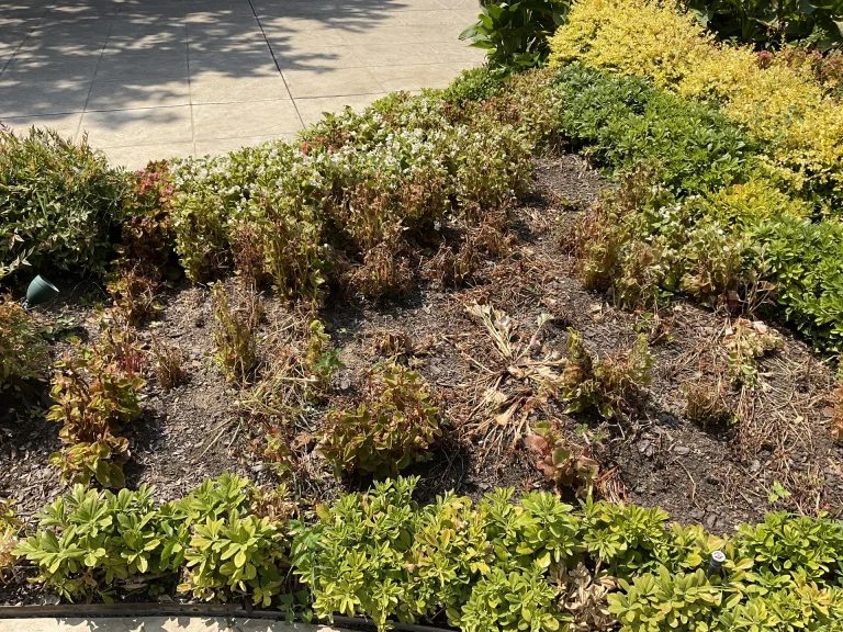 South Texas Xeriscape Plants