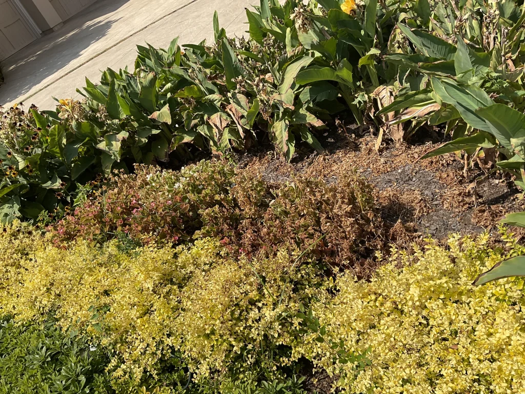 West Texas Xeriscape Plants