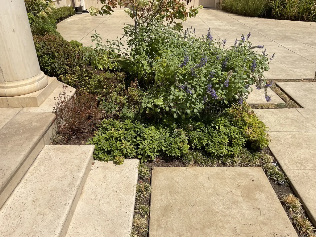 Xeriscape Shrubs Texas