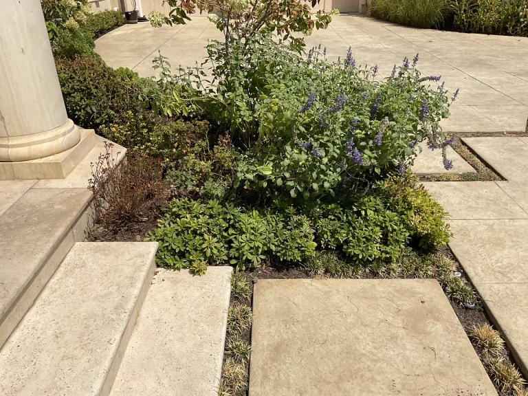 Xeriscape Shrubs Texas