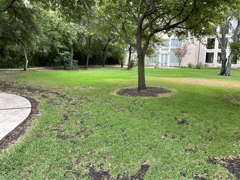 Dallas Sod Installation Cost