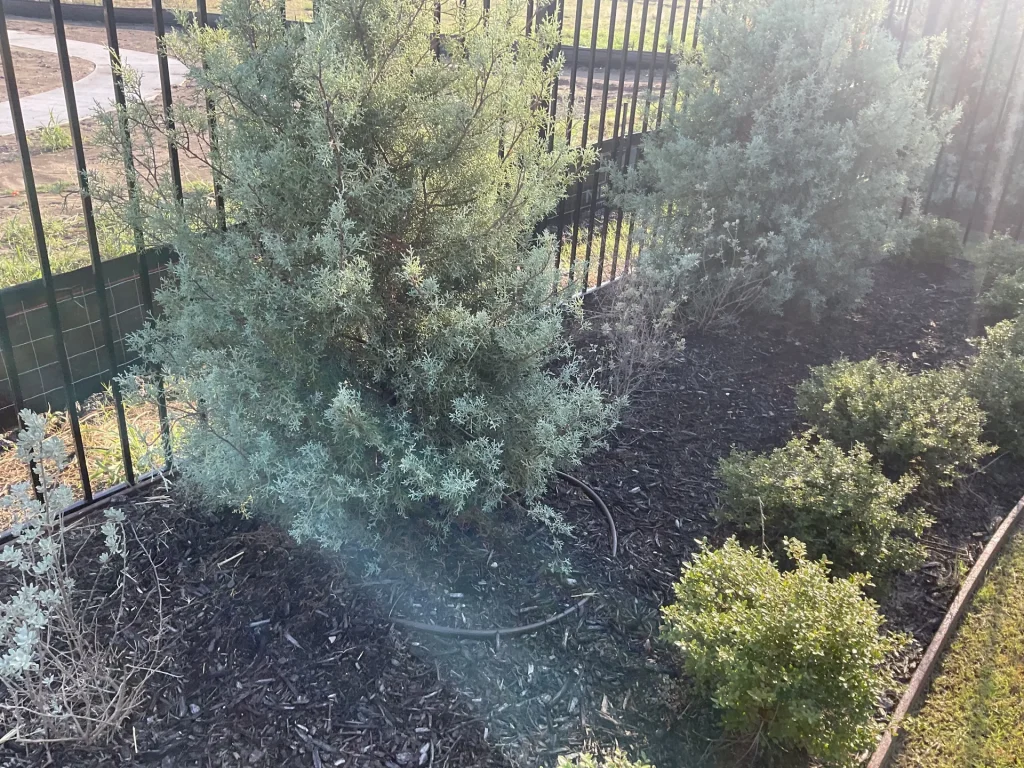 Fire Ant Control in DFW Lawns: Effective Treatment Strategies for Texas Yards