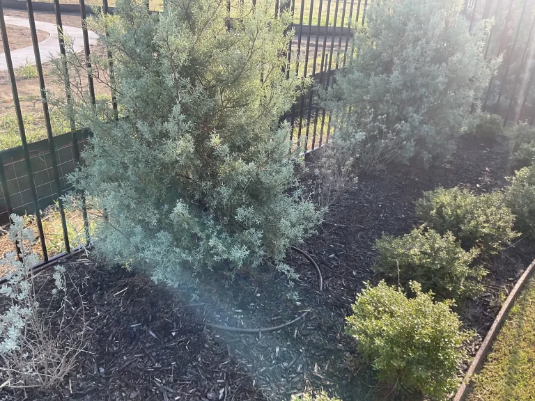 Fire Ant Control in DFW Lawns: Effective Treatment Strategies for Texas Yards