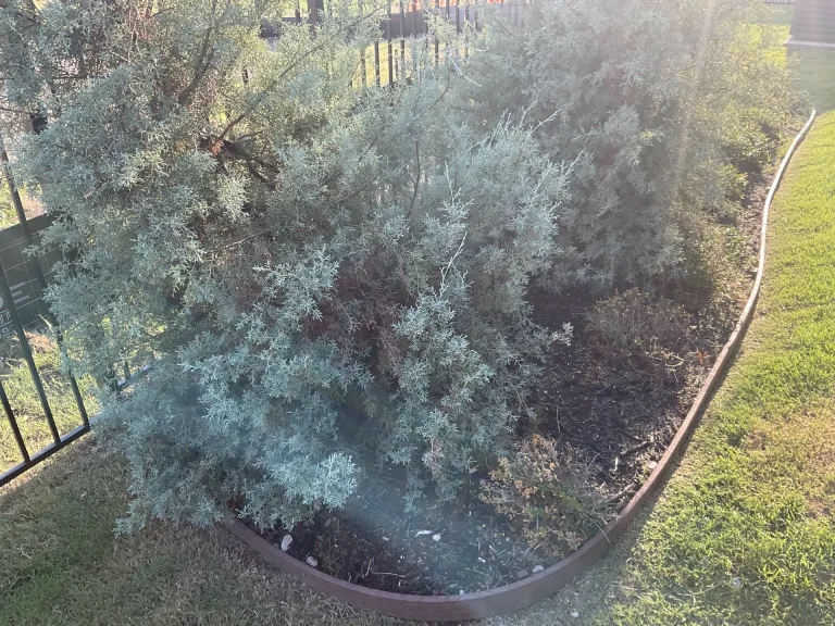 Shrubs and Hedges for Privacy in DFW: Fast-Growing Screening Plants for Texas Yards
