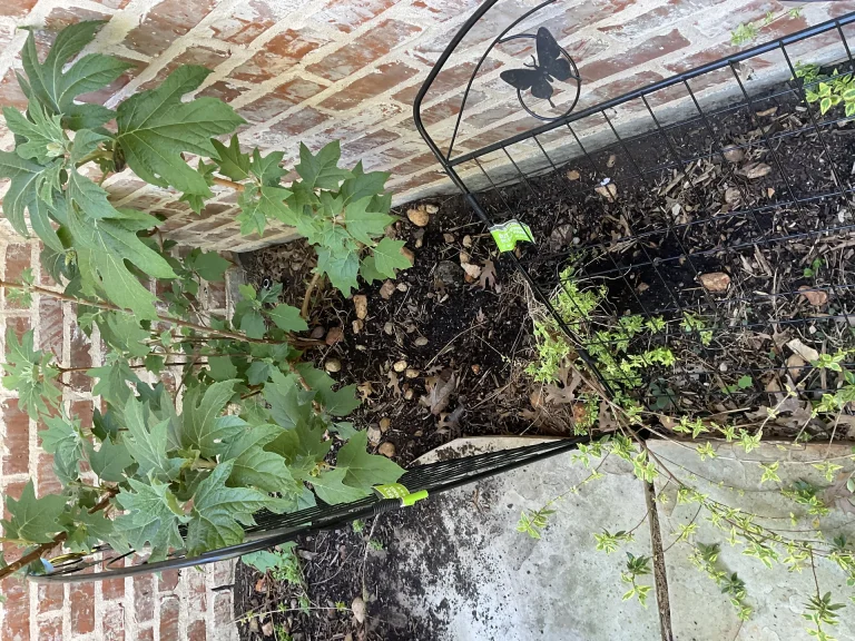 Vegetable and Herb Garden Guide for North Texas: What to Plant and When