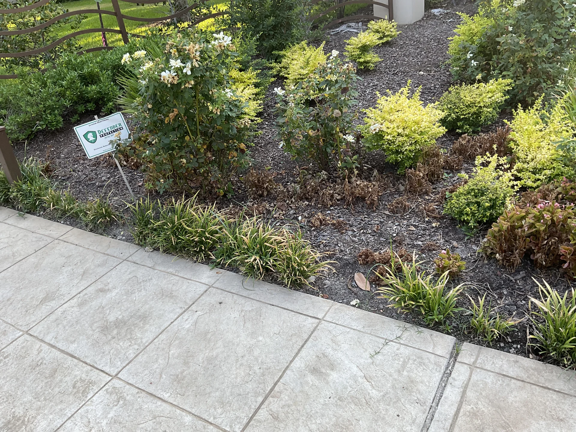 Low-growing stepper ground cover plants bordering paved stone walkway