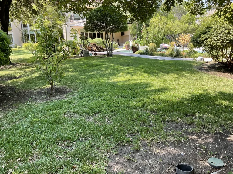Best Trees for DFW Landscapes: Shade, Ornamental, and Native Options for North Texas