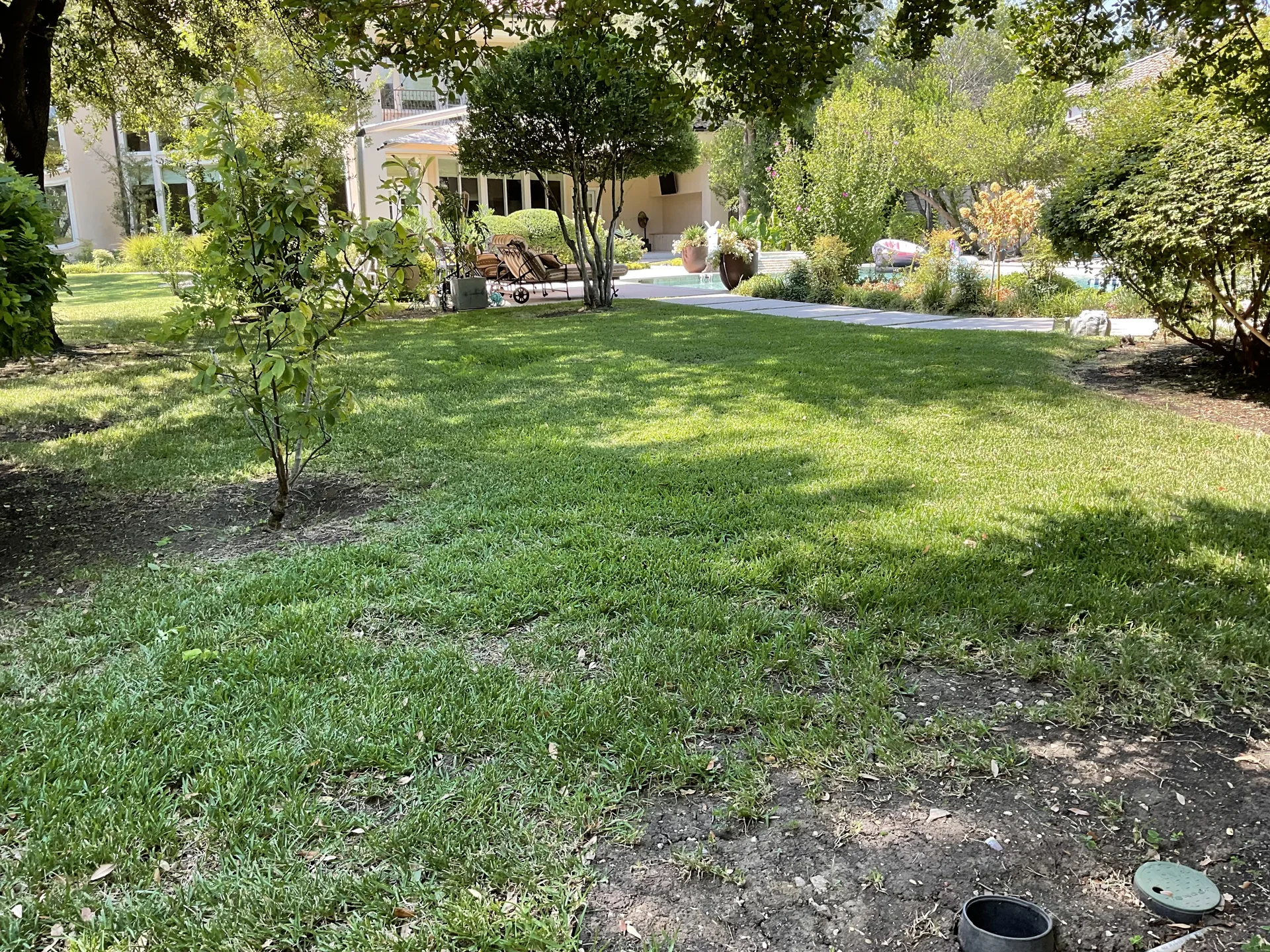 Mature native canopy shade tree in residential North Texas landscape during dormant winter season