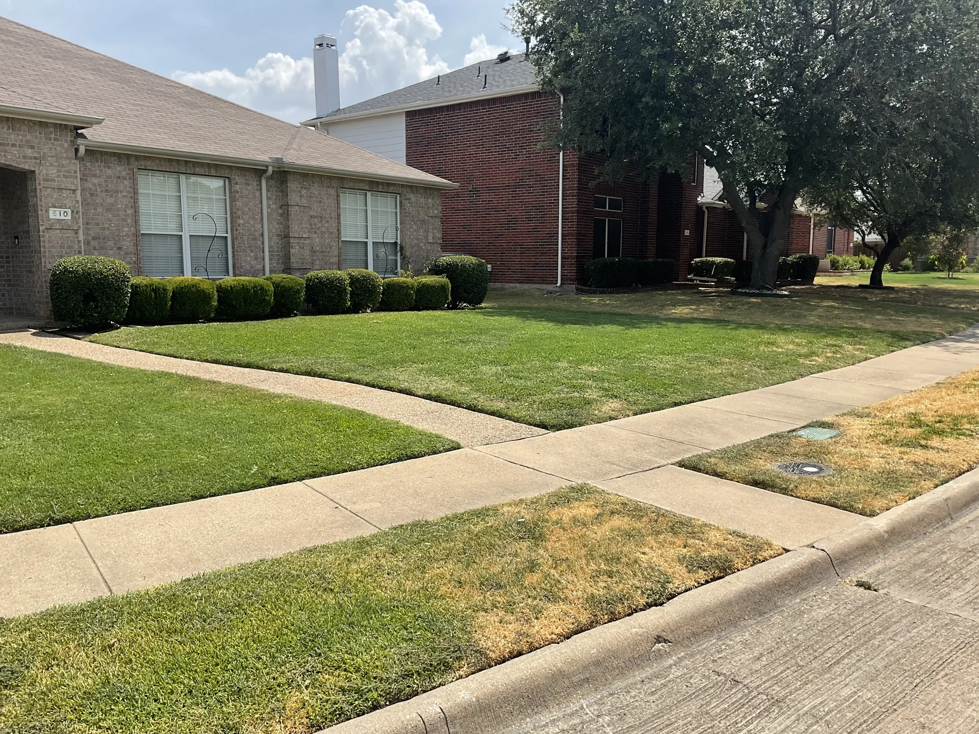 Formally clipped evergreen hedge screen bordering a Dallas residential property