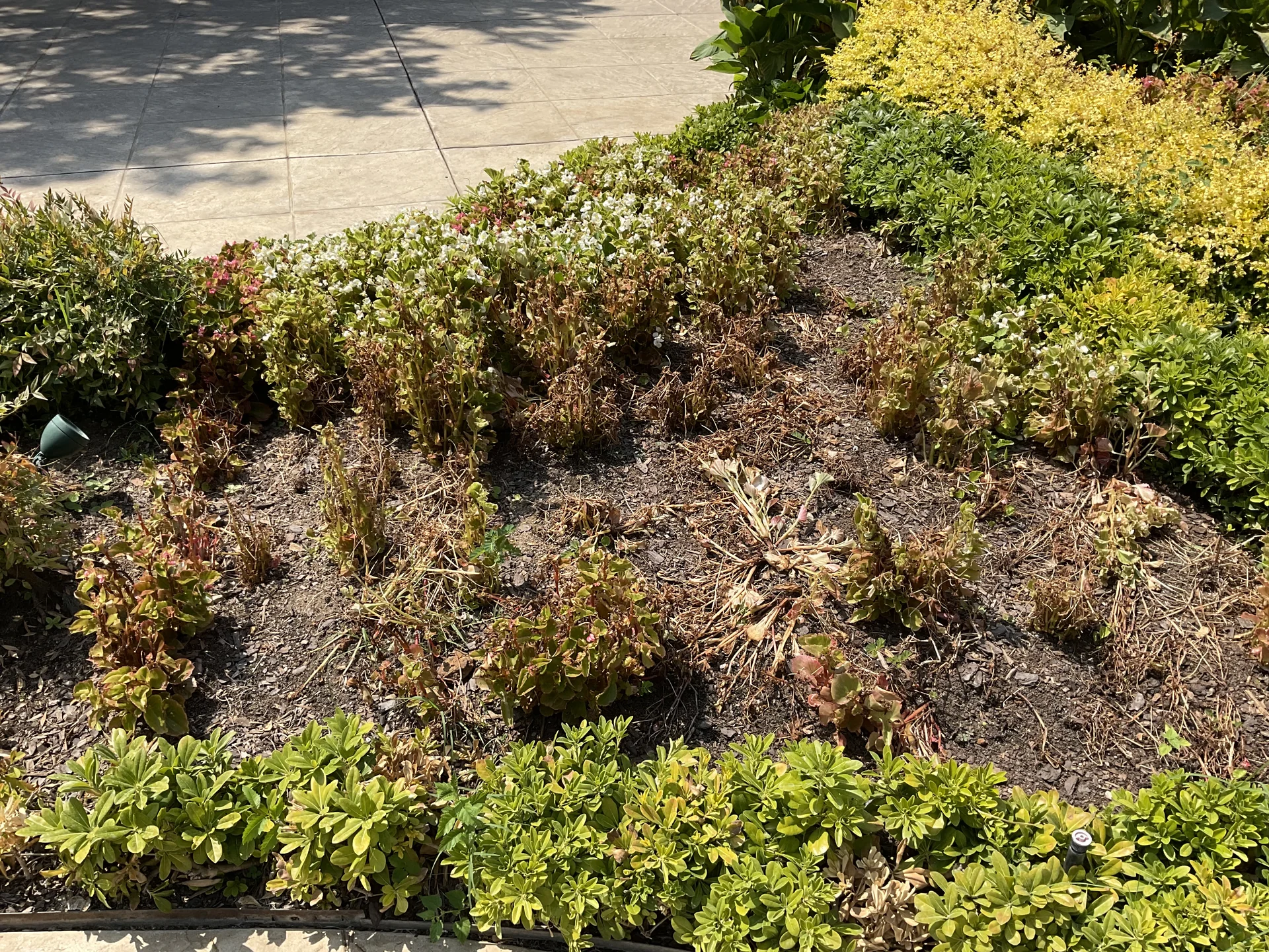 Low-maintenance full sun ground cover plants and organic mulch bed in North Texas
