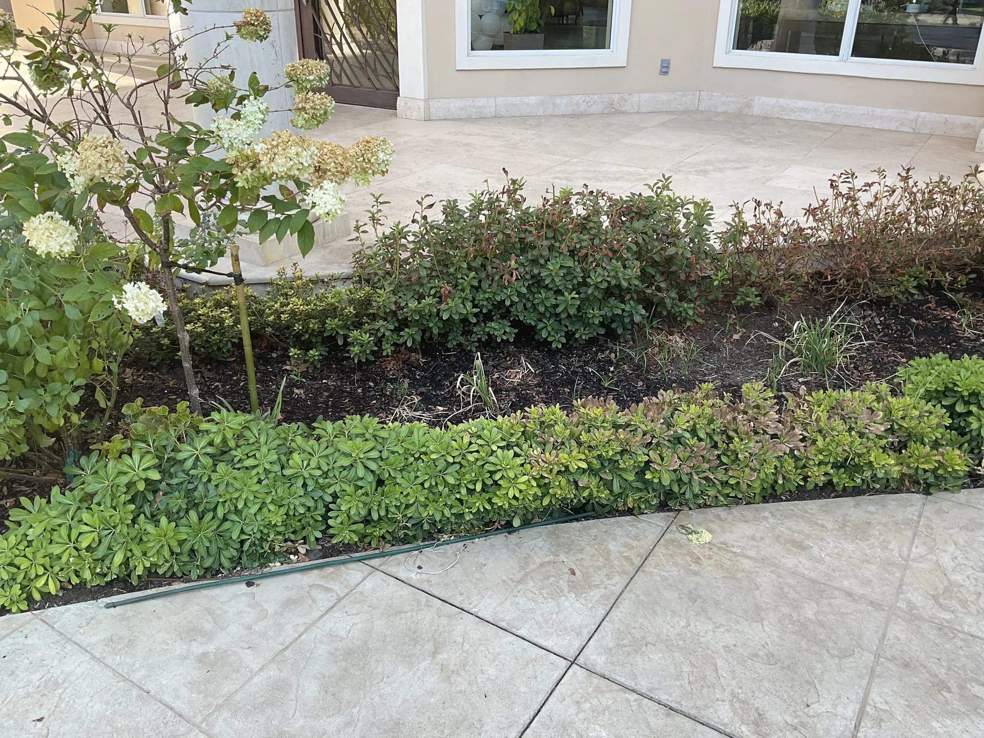 Shade-tolerant ground foliage and foundation border planting