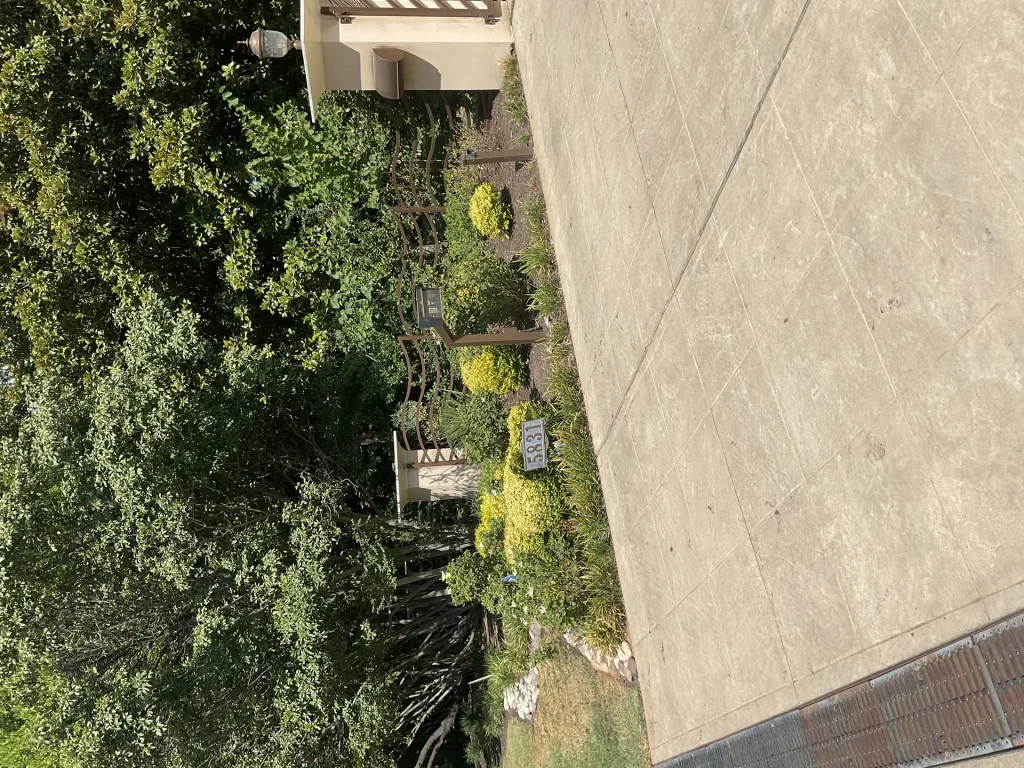 Drought-Tolerant Plants for Dallas: Beautiful Landscaping That Survives Texas Heat