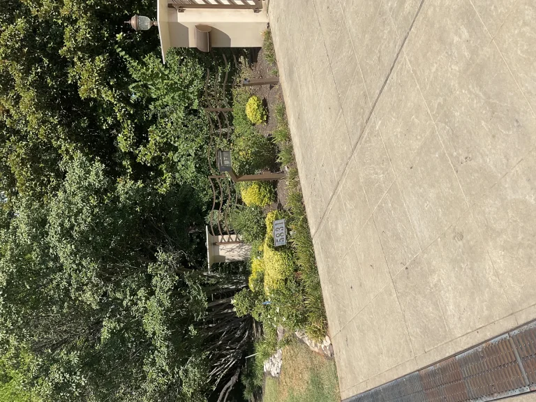 Drought-Tolerant Plants for Dallas: Beautiful Landscaping That Survives Texas Heat