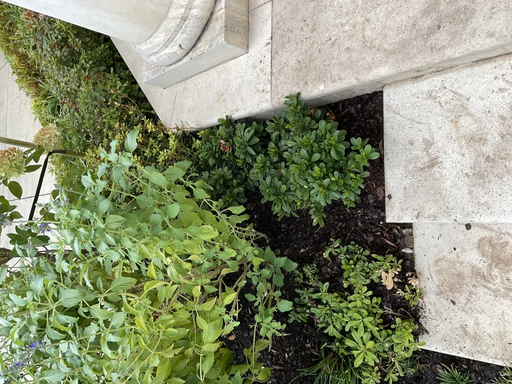 Foundation Watering Guide for Texas Homes: Protecting Your Slab from Clay Soil Movement